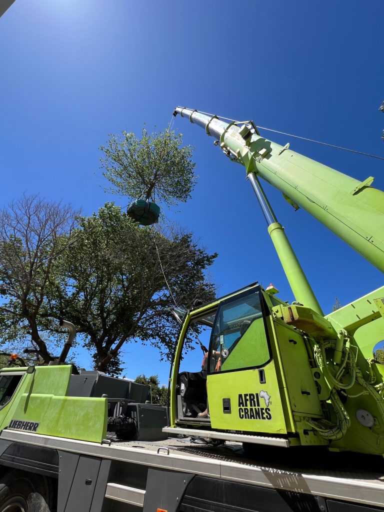 Afri Cranes lifting a mature tree